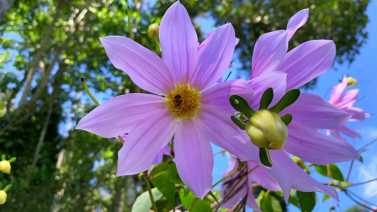 "Exploring Dahlia imperialis: A Giant Among Flowers"