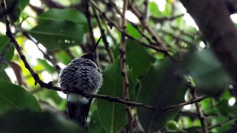 Cute Fluffy Hummingbird