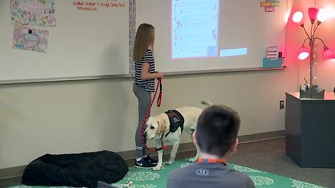 Brighton Schools to get therapy dogs for every campus