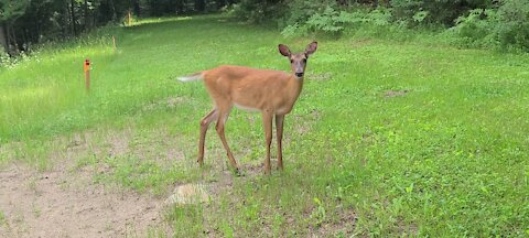 Deer flys are bothering this deer