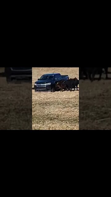Giant cowlick #treasure #relic #coins #metaldetecting #cow #lick #chevy #colorado #trending