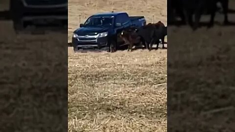 Giant cowlick #treasure #relic #coins #metaldetecting #cow #lick #chevy #colorado #trending