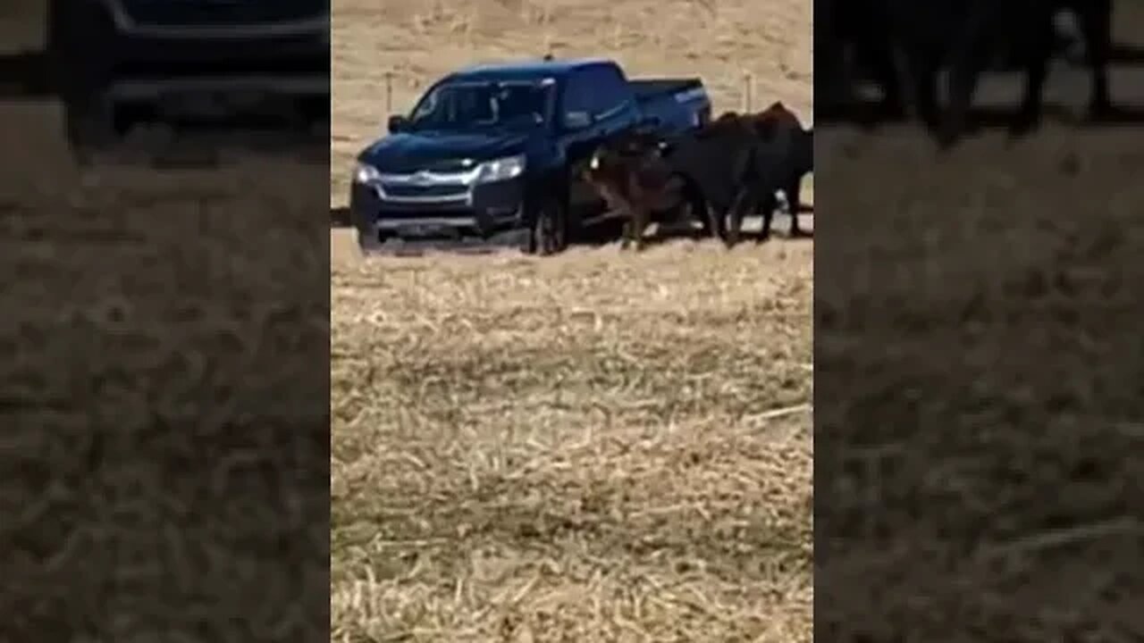Giant cowlick #treasure #relic #coins #metaldetecting #cow #lick #chevy #colorado #trending