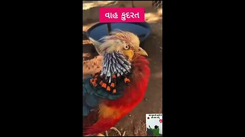 Necher beutiful Bird's
