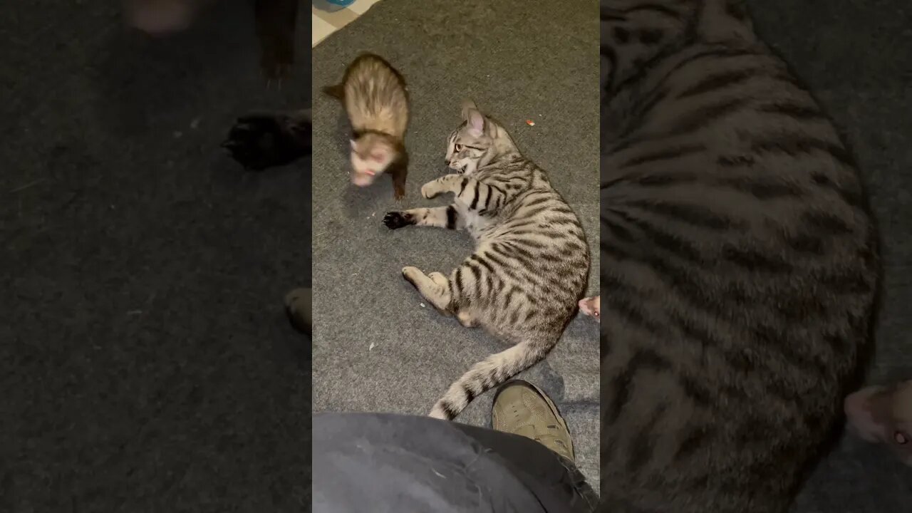 Ferrets and their toy Cat.