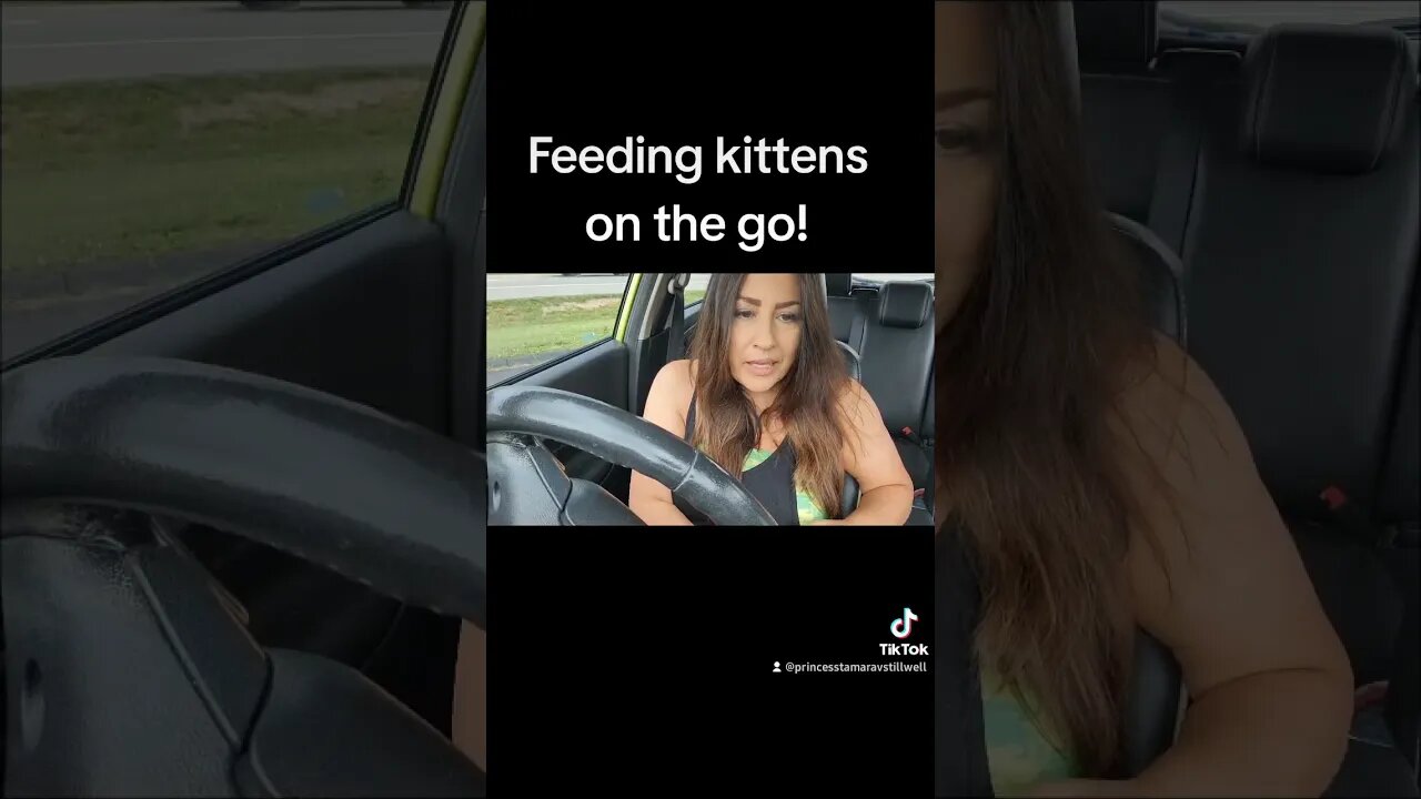 Feeding kittens on the go