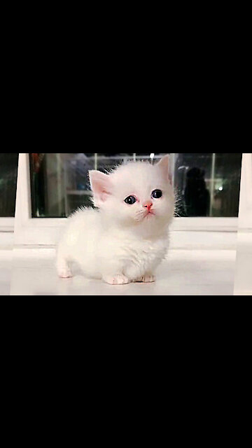 Marshmallow Munchkin Kittens So Cute It Hurts! 1