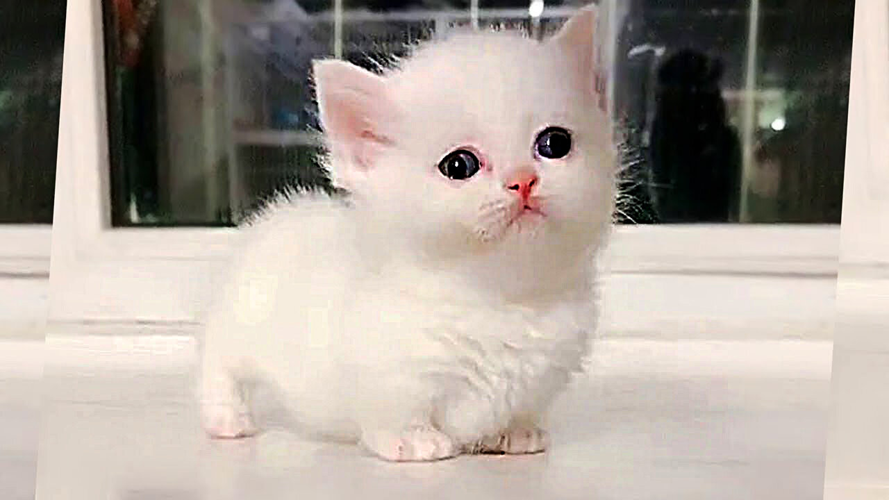 Marshmallow Munchkin Kittens So Cute It Hurts! 1