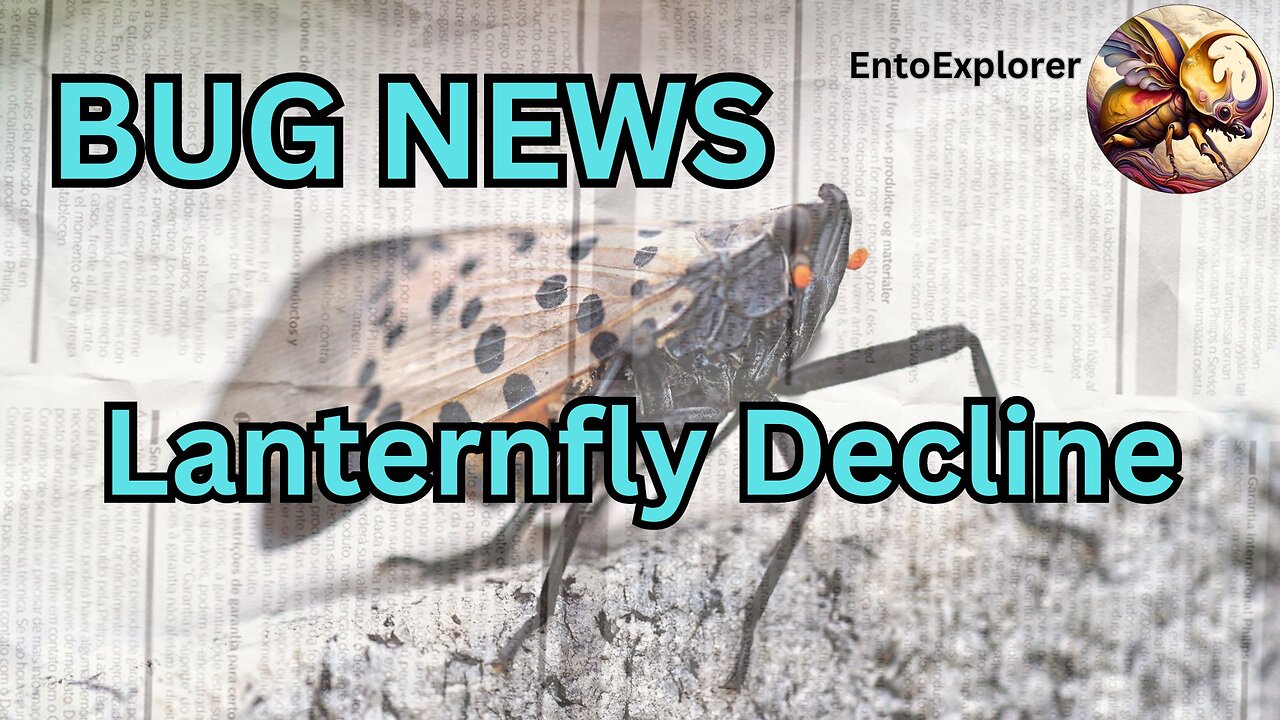 Bug News - NY Spotted Lanternfly Populations Decline