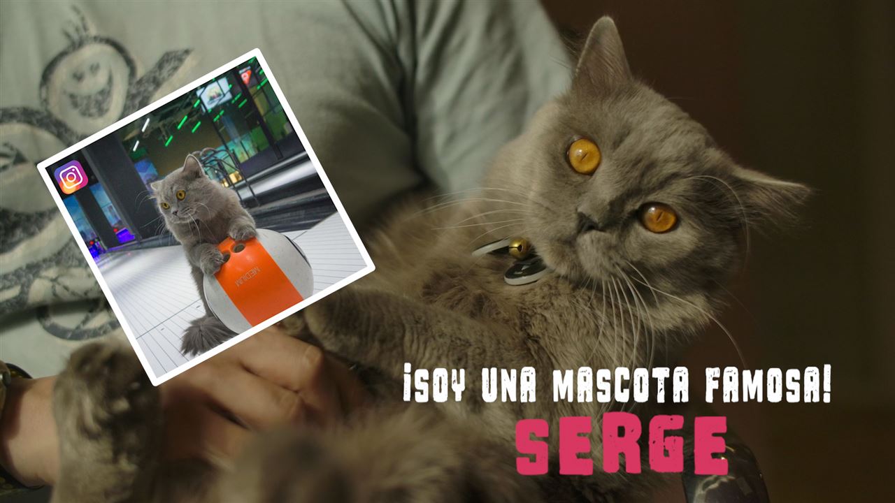 Mascotas famosas: Serge, el gato que necesita gente y fama