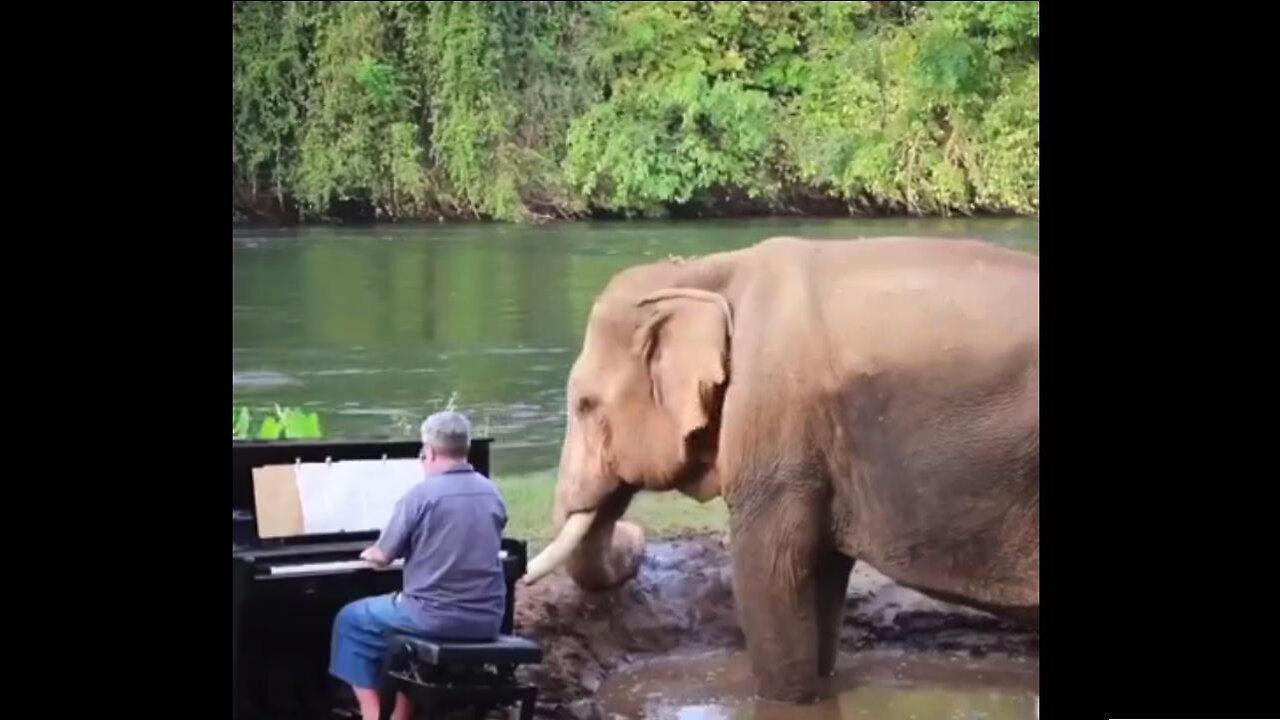 Pianist Paul Barton Performed in Concert Halls, Now Plays for Blind & Disabled Elephants 🎶 🎹 🎶