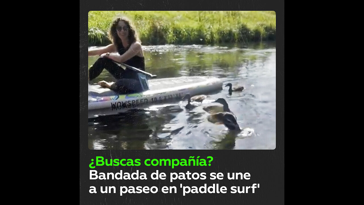 Patos viajan de polizón sobre tablas de surf