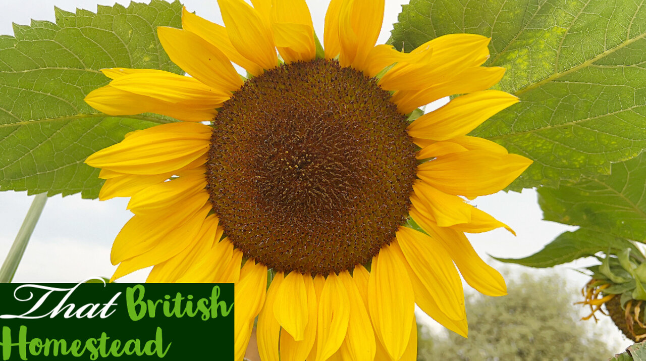 Taking a moment to appreciate summer and a mini harvest: allotment gardening