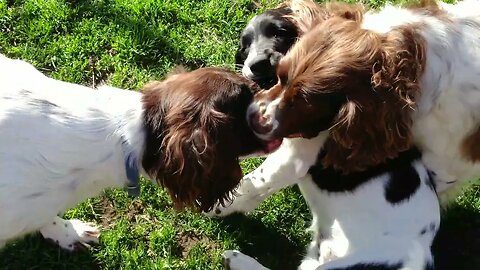 Three Dogs Fight for the Ball 🐕🐕🥎🐕