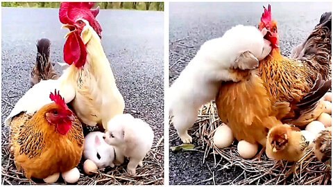 Adorable puppy playing with chicken will make you feel better..