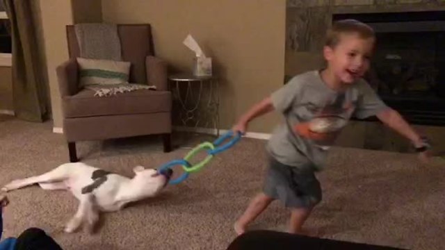 Kid plays tug-of-war with his puppy