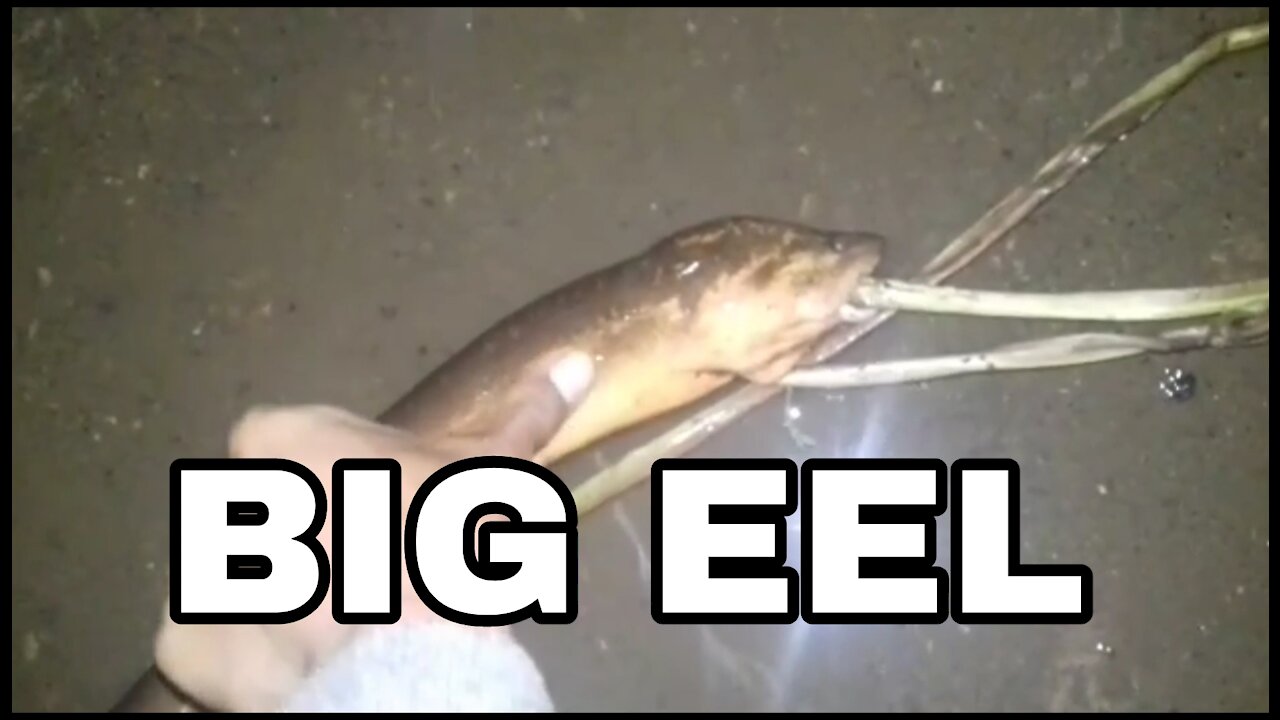 Big eel fishing