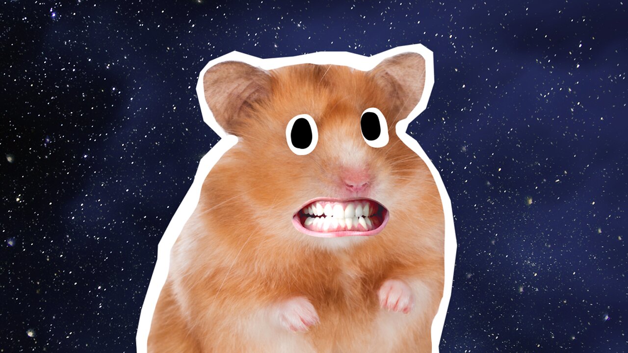 Funny Animal Videos | I can't stop laughing at my hamster xD