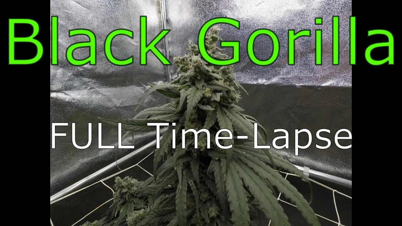 Black Gorilla (Seed to Harvest) - FULL Cannabis TIME LAPSE