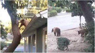 Cria de urso sobe telhado em busca de abacates!