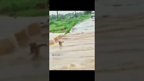 BRAVE dog crosses flooded bridge-See it Through by Edger Guest #nonsense #zoobox #reddit #dogs