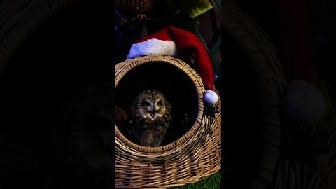 #shorts Смешные животные из Тик Ток 119 Funny animals from Tik Tok