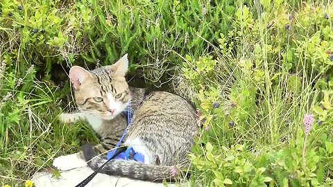 Cat with Injured Paw Travels in the Mountains