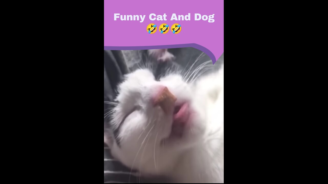 Funny Cat And Dogs.🤣🤣🤣