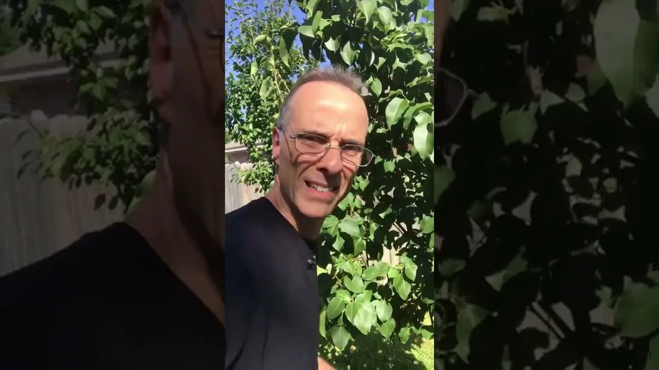 Check out the cardinal’s nest!