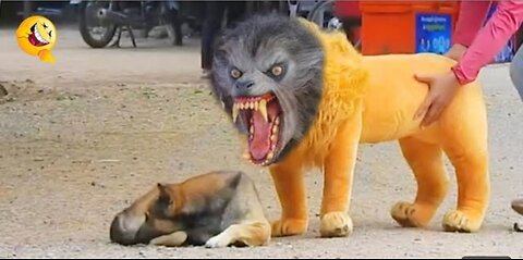 Troll Prank Dog Funny & fake lion &fake tiger prank to dog