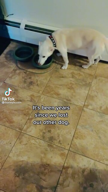 Pup misses friend