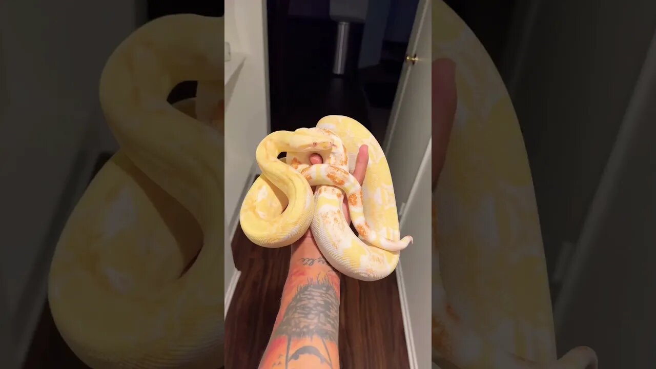 My AMAZING New Albino Boa Constrictor! 😍🐍