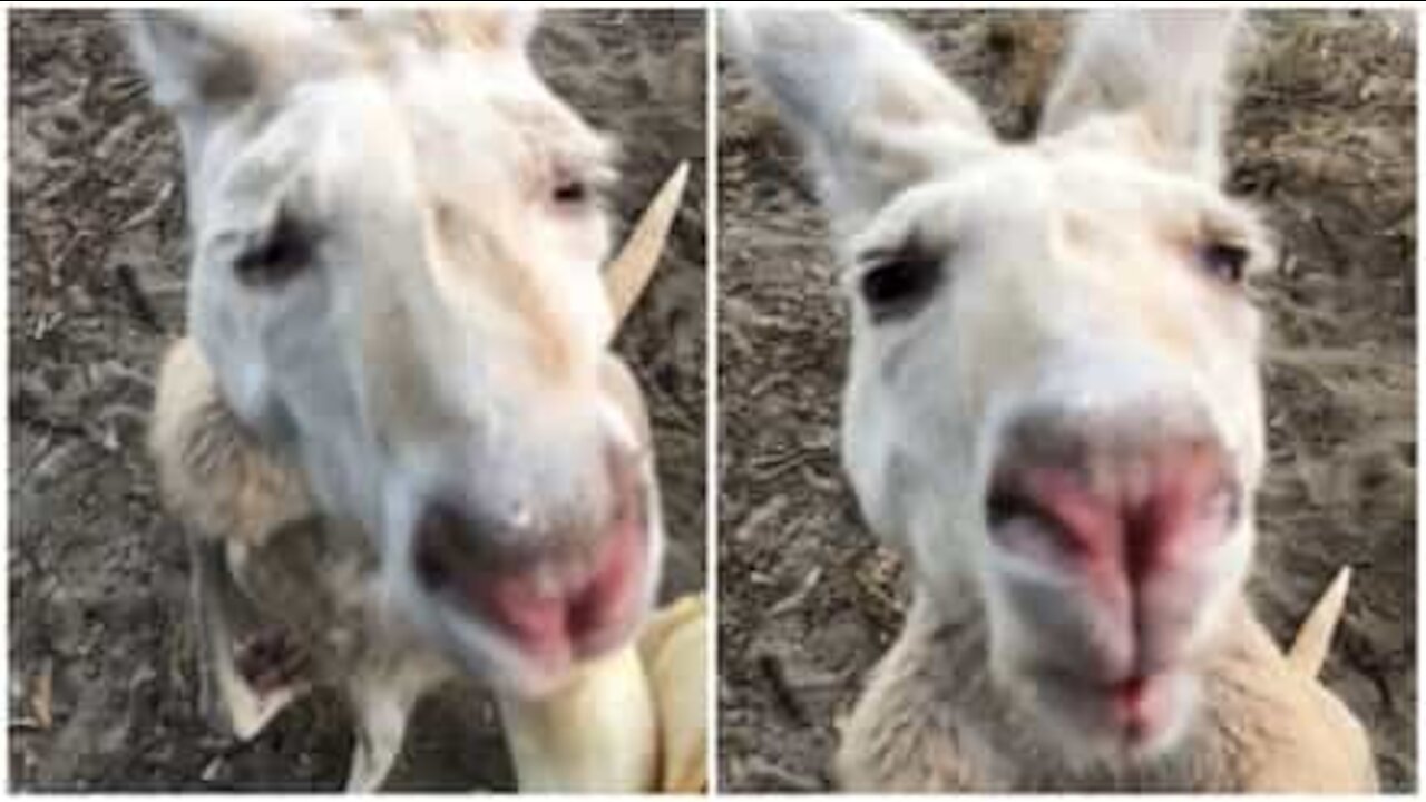 Denne nuttede og meget sjældne albinokænguru elsker bananer