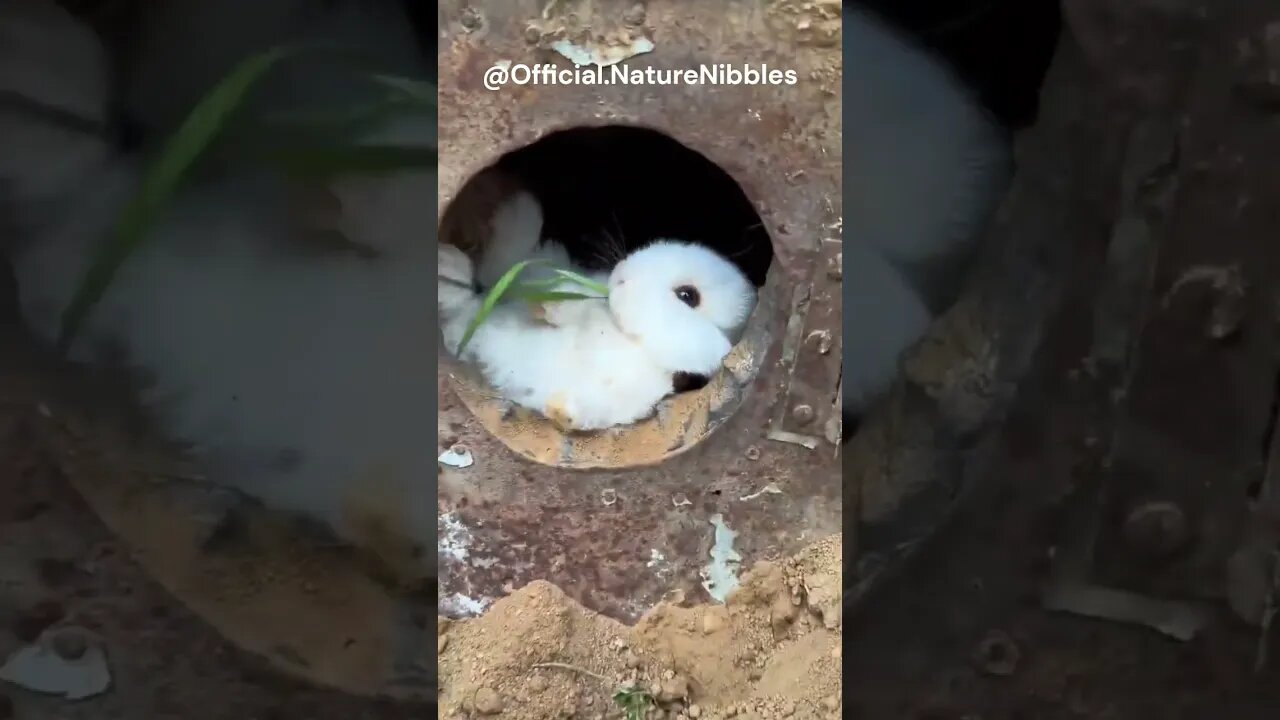 A Rabbit in Hobbiton