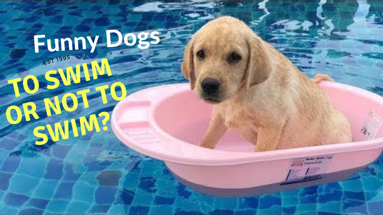 Dogs Funny swim