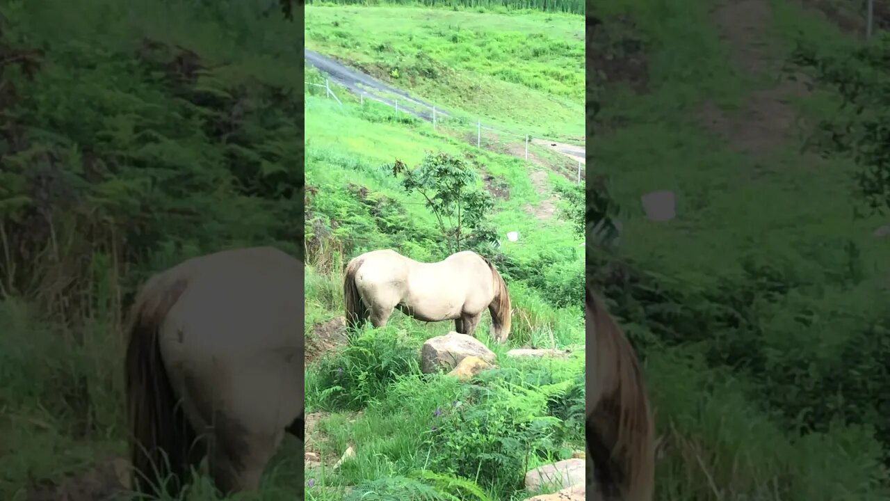 Arthur the Rescue Horse Happily grazing