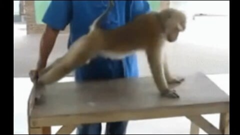 Funniest Monkey