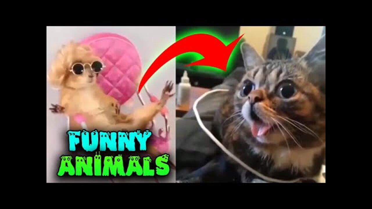 Funniest Animals - Funny Animal Videos