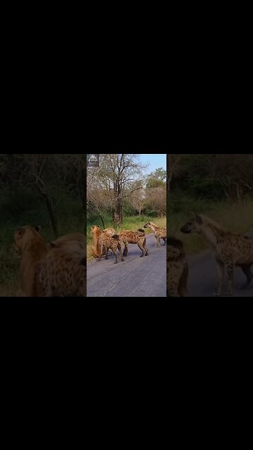 #shorts, #animal, #animals, #animalfacts, #animalshorts, #nature, #wildlife, #wildlifeanimals