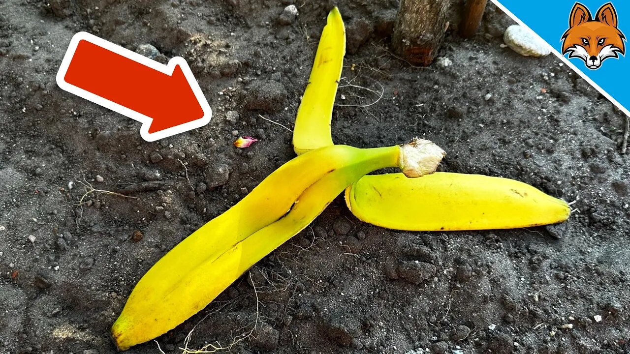 Bury Banana Peel and WATCH WHAT HAPPENS💥(Ingenious Trick)🤯