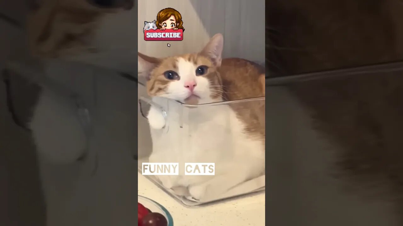 What Should You Know About Funny Cats Video in 2023 🐈😍🔥#shorts #cats #reels