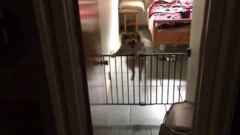 "Dog Jumps Up and Down When He Hears a Familiar Voice"