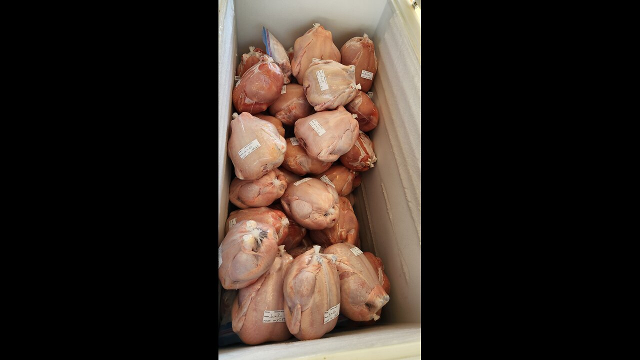 59 HARVESTED MEAT CHICKENS pt. 1