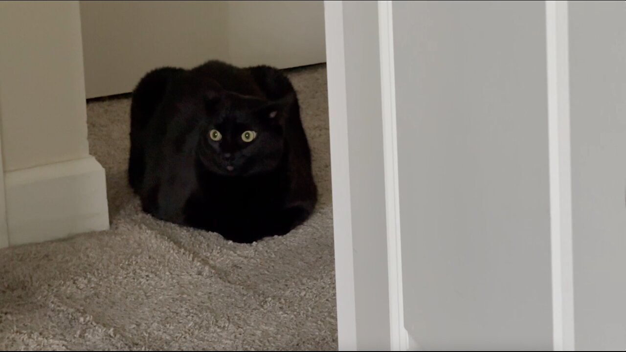 Cute Precious Piper is a Secret Agent Loaf - Adopting a Cat from a Shelter Vlog