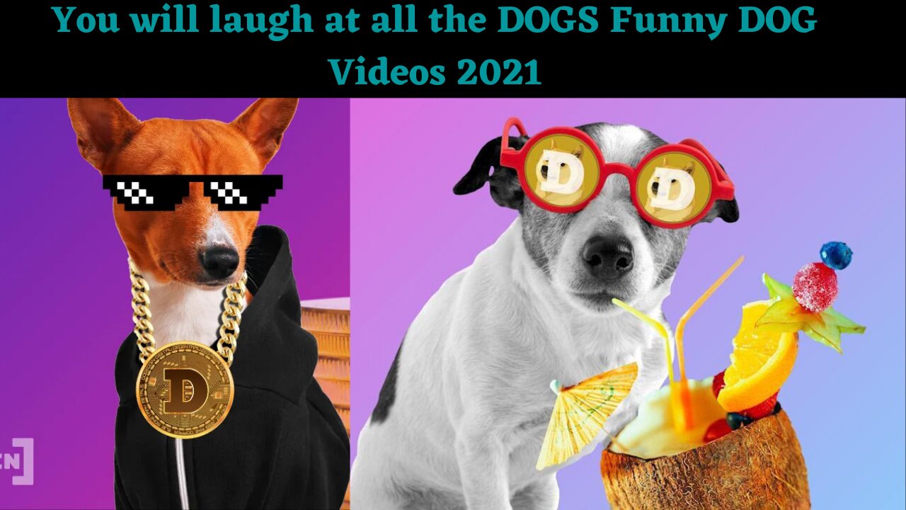 You will laugh at all the DOGS Funny DOG Videos 2021