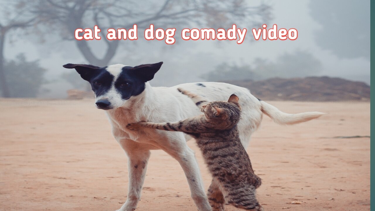 cat and dog comady video