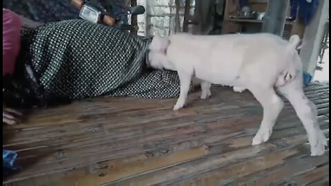 Cute Pig Try to message his owner