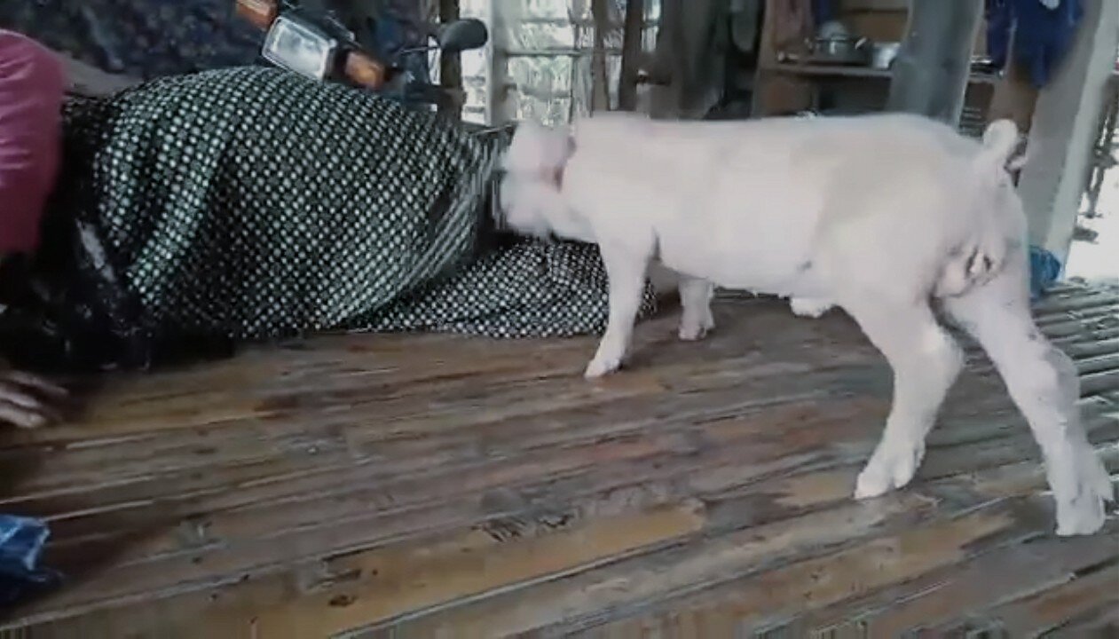 Cute Pig Try to message his owner