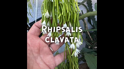 Rhipsalis clavata