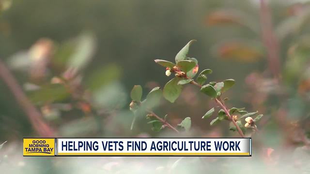 Veterans becoming farmers through partnership with Hillsborough County